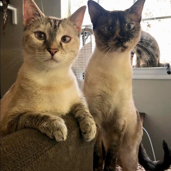 Meet your Posher, Paula - Picture 5 of 6